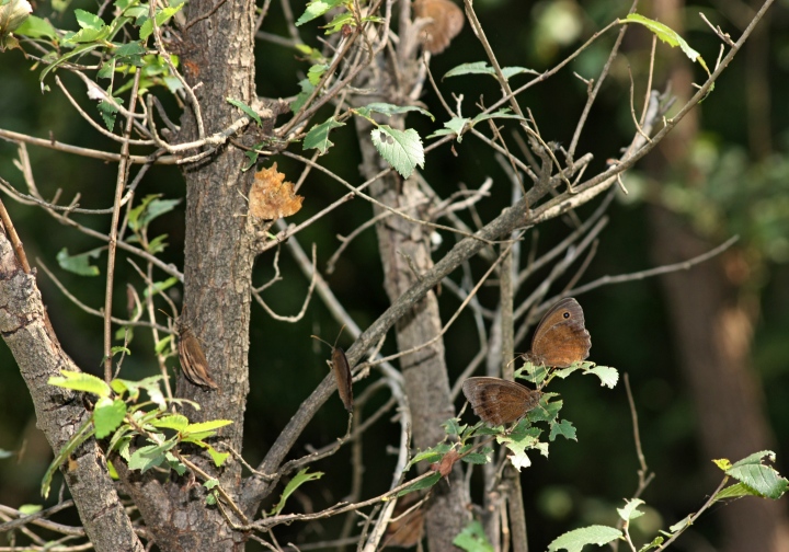 Farfalle succhia-linfa.